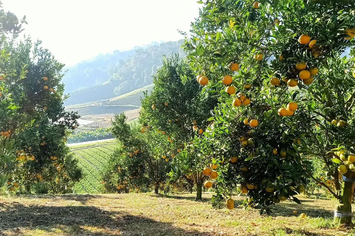 Siam Phu Ruea Orange Garden