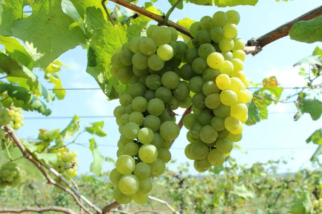 Phu Ruea Wanothayan Vineyard