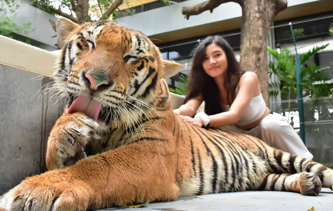 ไทเกอร์พาร์ค พัทยา จังหวัดชลบุรี