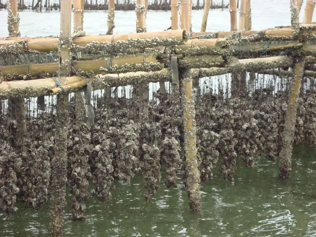 Surat Thani Oyster Farms Kanchanadit