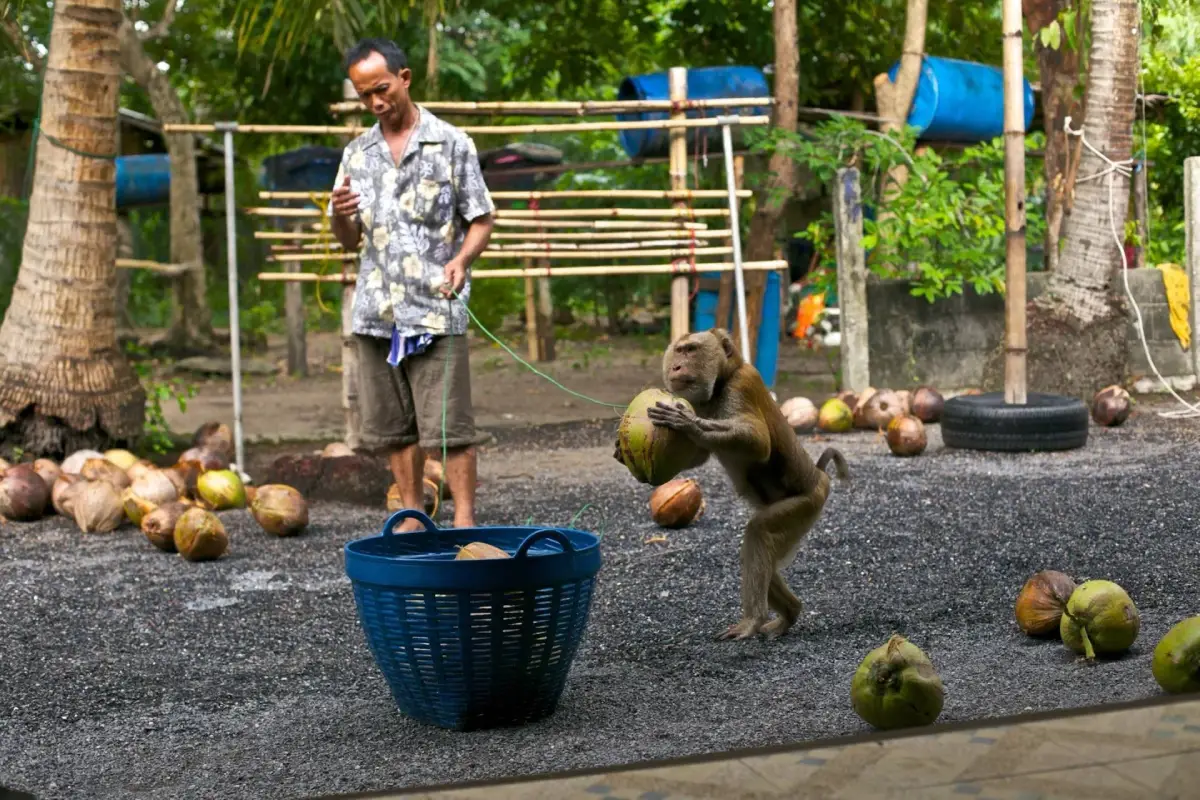 Kadaejae Agricultural Monkey Training Center Kadaejae Agricultural Monkey Training Center