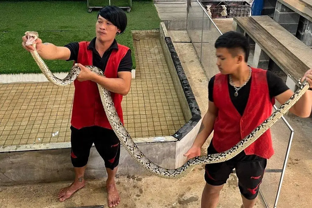 ฟาร์มงูพังกา ฟาร์มงูพังกา