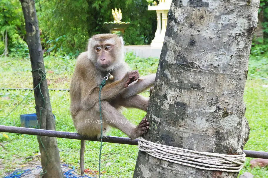 Khlong Sai Monkey Training School Khlong Sai Monkey Training School