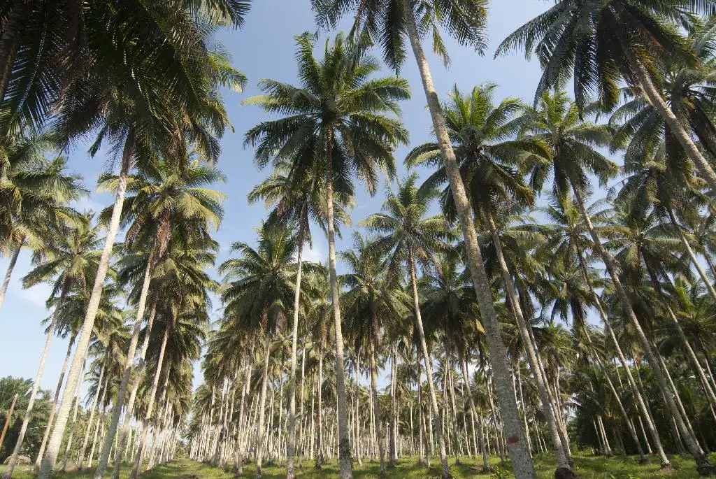 Chumphon Horticultural Research Centre