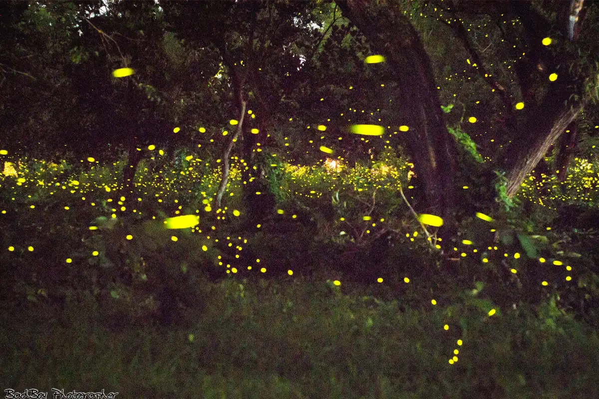 Bang Charoen Canal Firefly Watching Chumphon