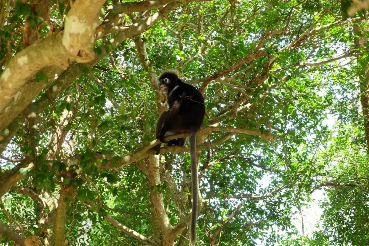 Southern Spectacled Langur Viewing Point Chumphon