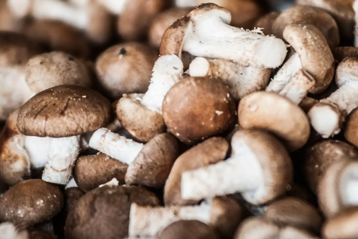 Ban Busai Shiitake Mushroom Planting and Processing Demonstration Center