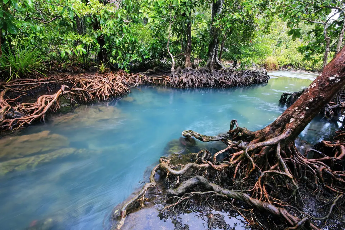 Tha Pom Khlong Song Nam Krabi