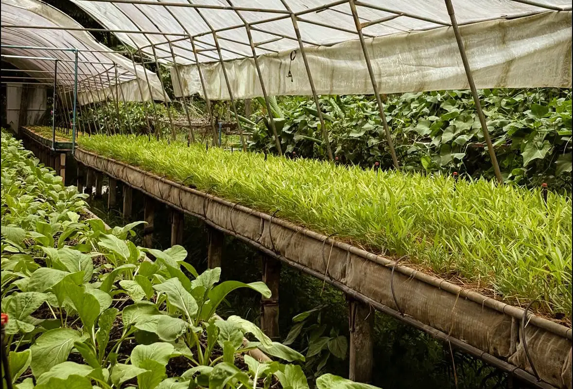Non-Toxic Agriculture Promotion Project