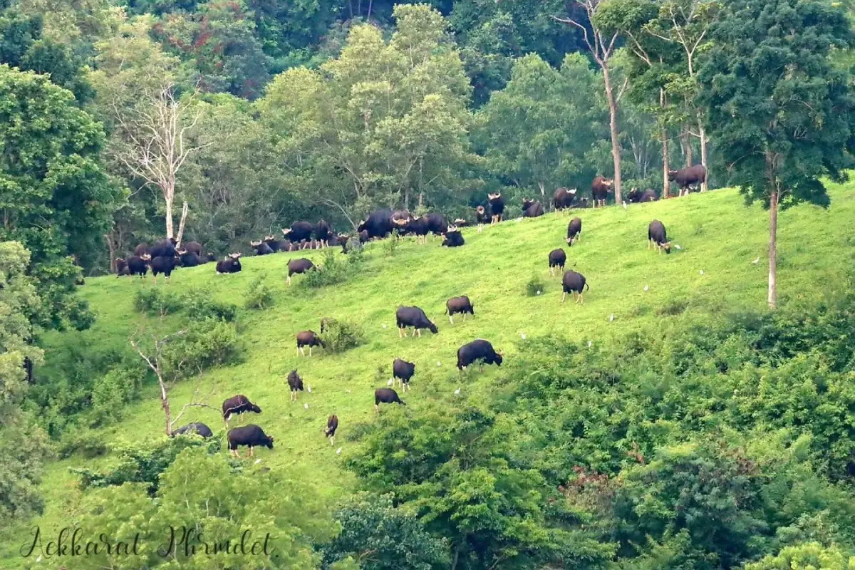 Khao Phaeng Ma Royal Reforestation Project