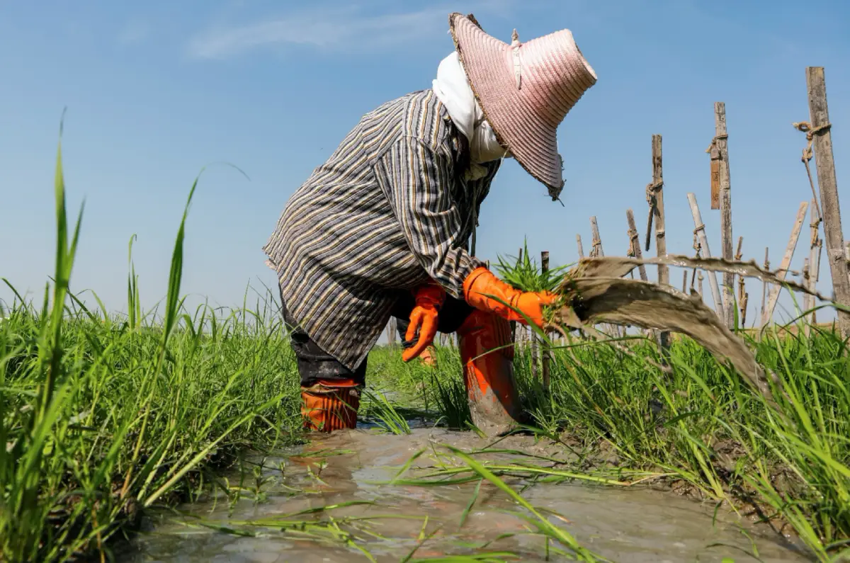 Ban Nook Integrated Farming Occupational Group