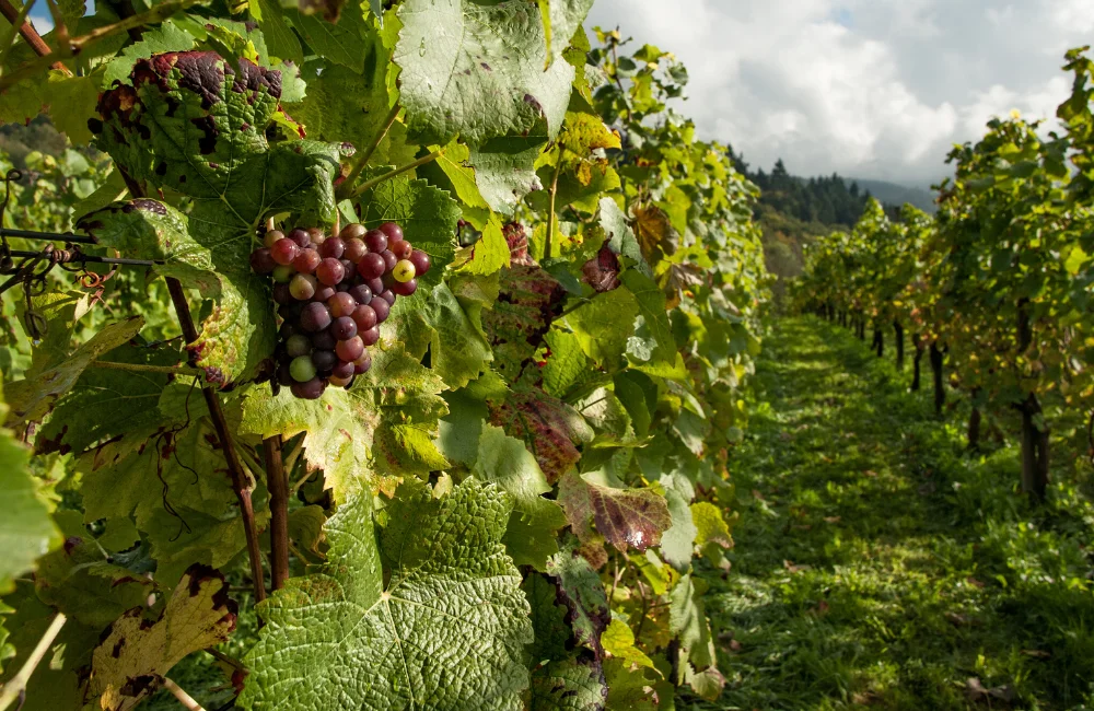 Phet Phimai Vineyard Phet Phimai Vineyard