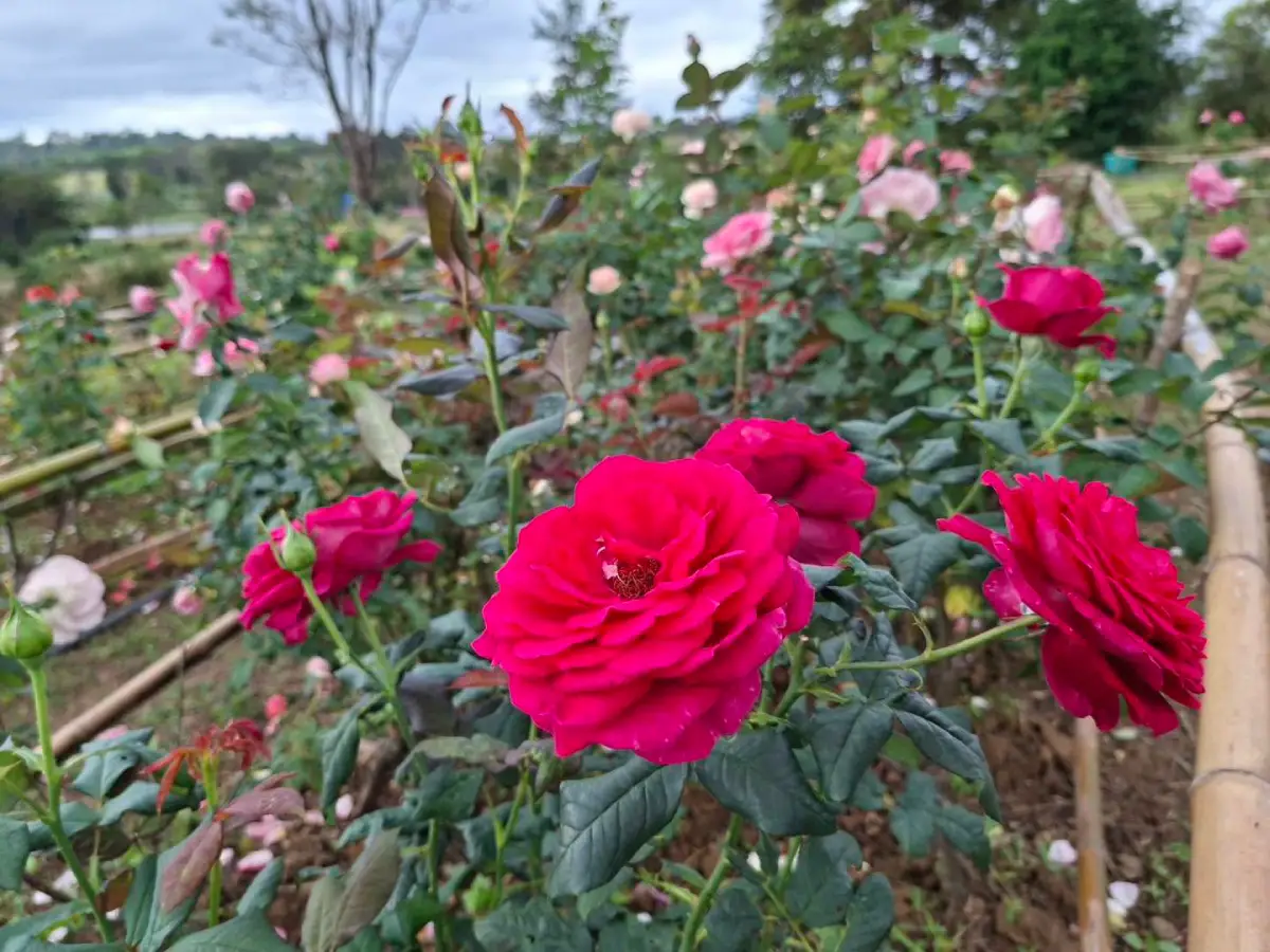 Rose Garden Rose Garden