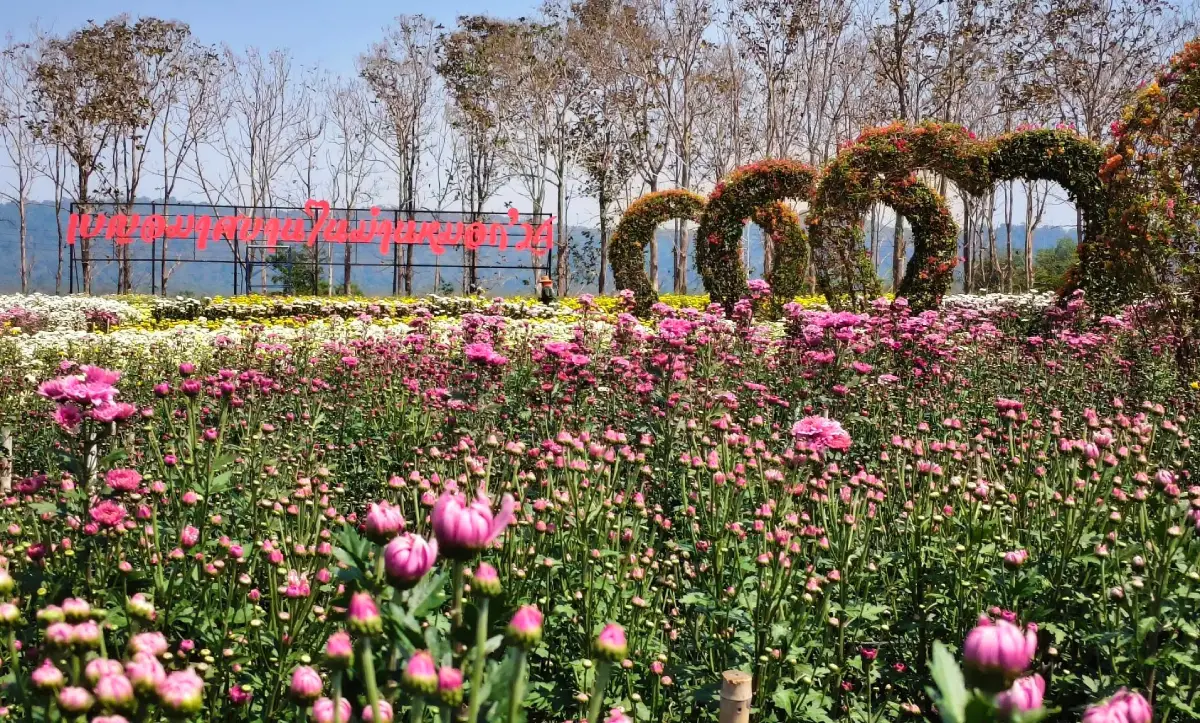 Wang Nam Khiao Chrysanthemum Growers Group Wang Nam Khiao Chrysanthemum Growers Group