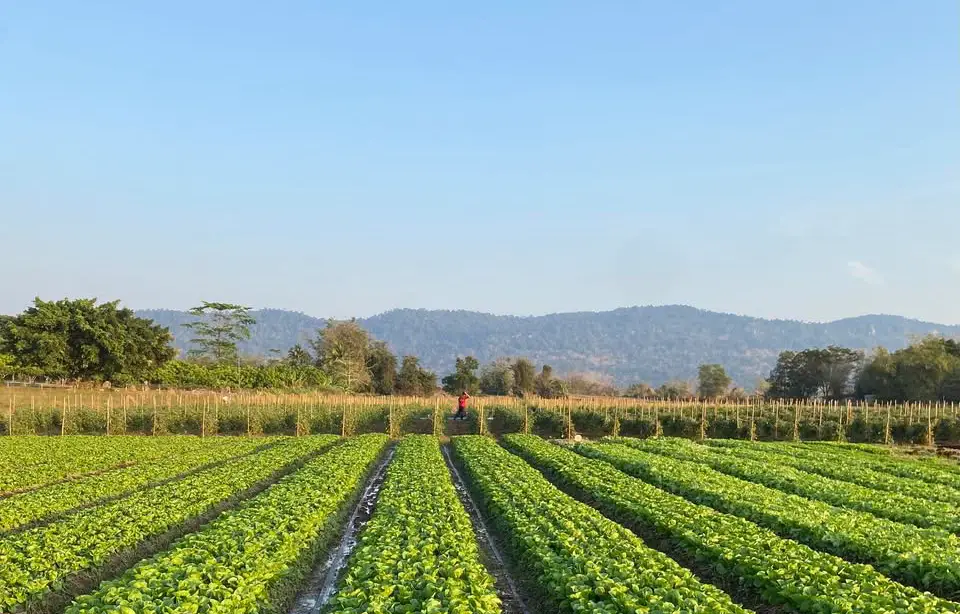 Ban San Chao Pho Chemical-Free Fruit Orchard Ban San Chao Pho Chemical-Free Fruit Orchard