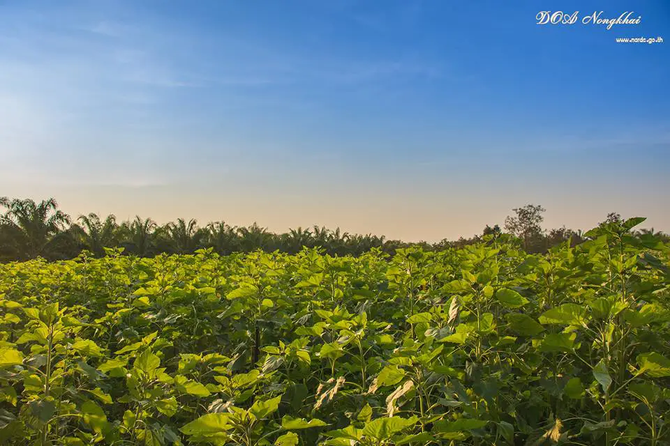 Nong Khai Agricultural Research and Development Center