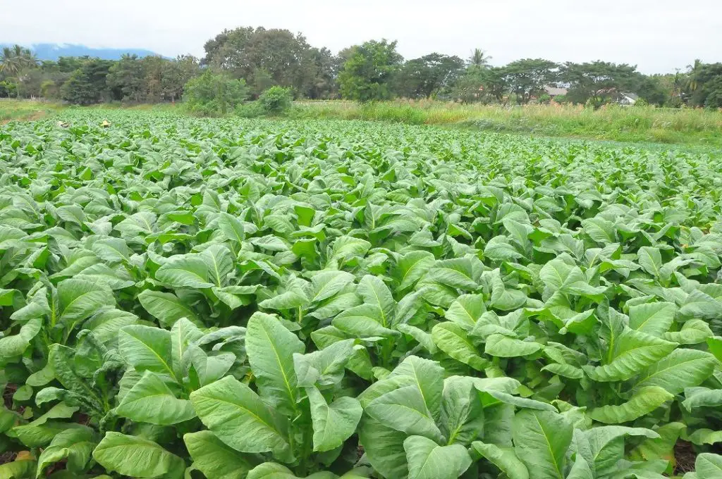Tobacco-Making Village