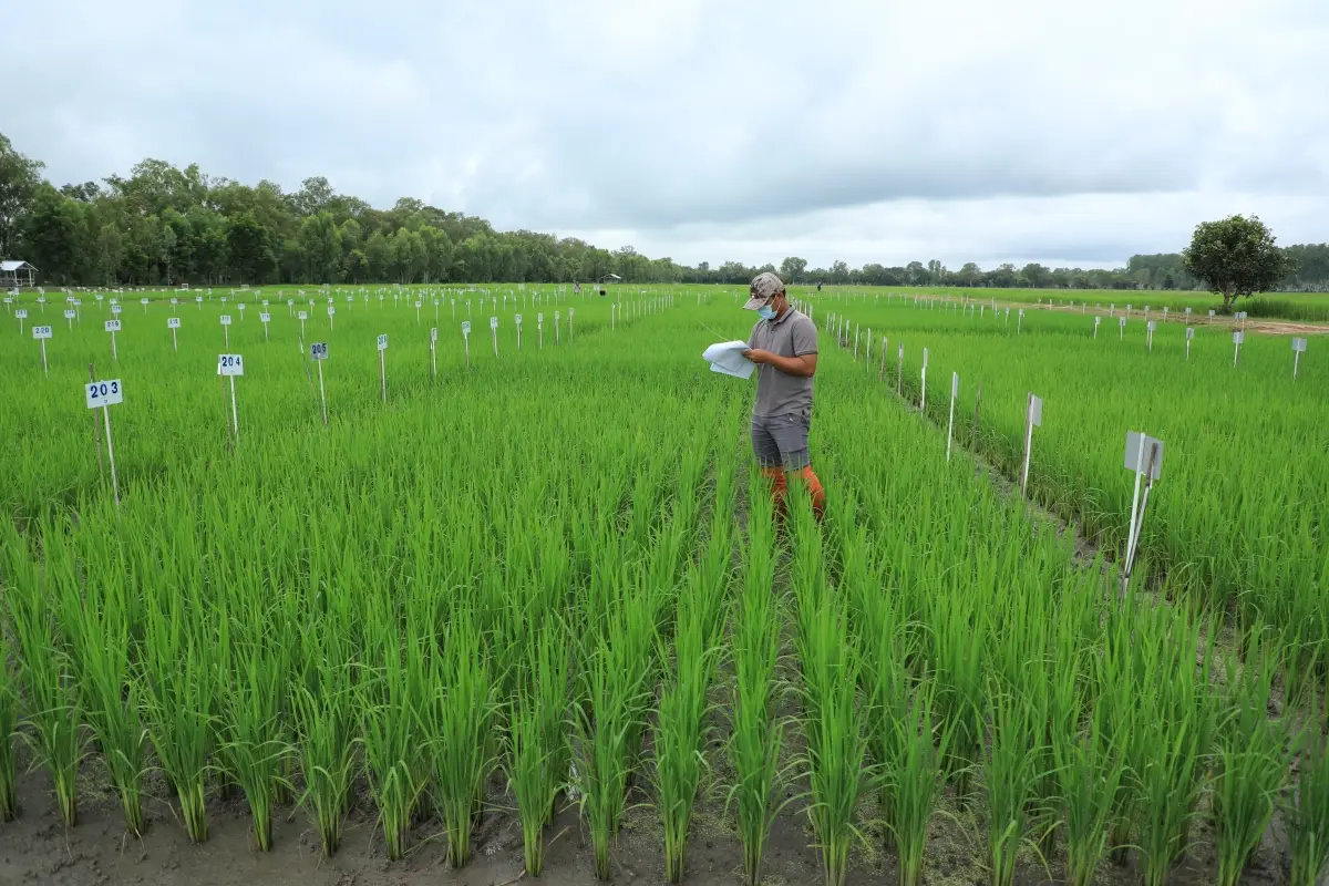 Department of Agriculture Field Crop Experiment Station