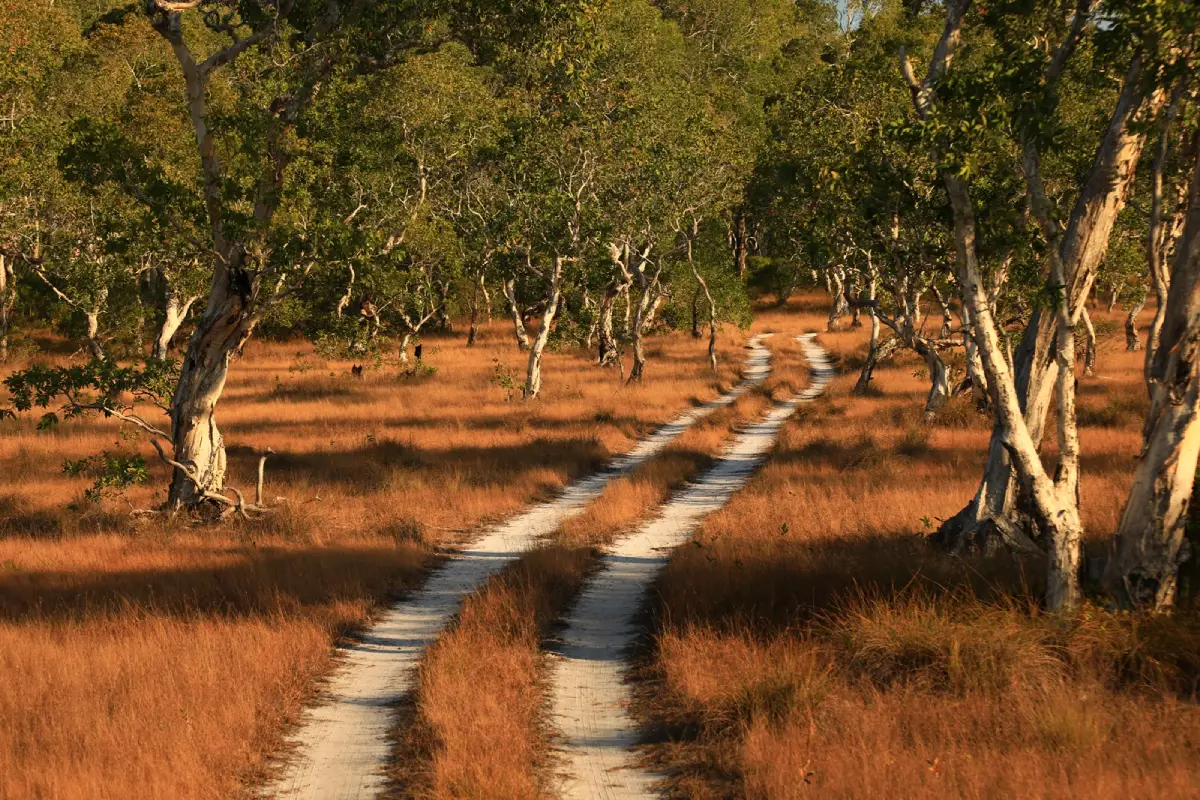Ko Phra Thong Savanna Phang Nga
