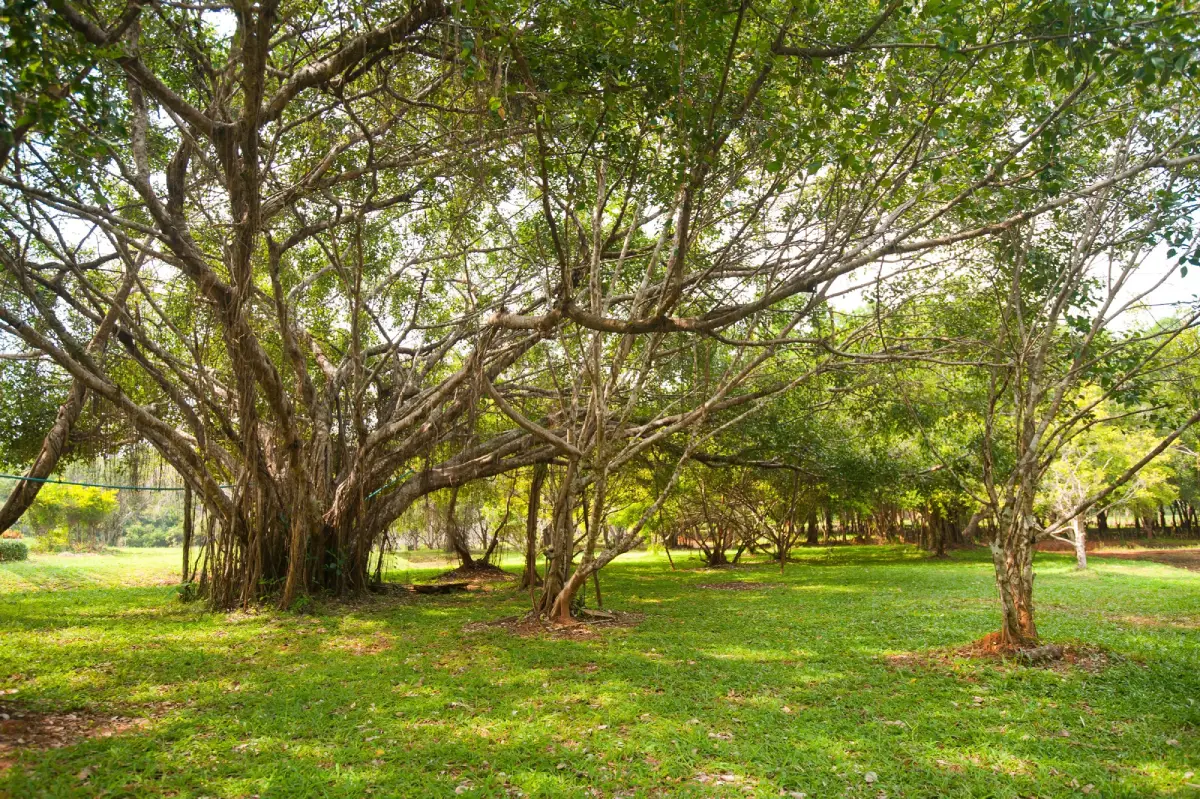 Roi Et Botanical Garden of Literature
