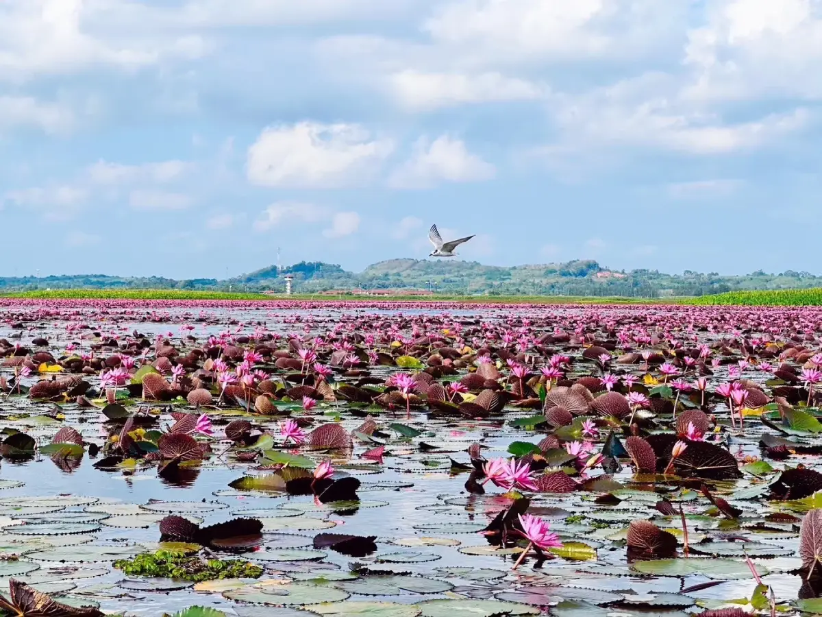 Thale Noi, Phatthalung
