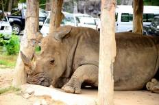 สวนสัตว์เปิดเขาเขียว