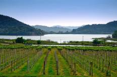 ไร่องุ่นซิลเวอร์เลค