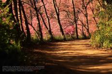 Khun Mae Ya (Wild Himalayan Cherry)