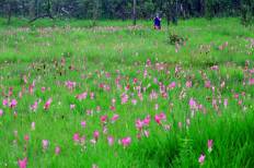 Sai Thong National Park