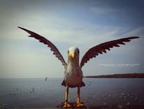 สถานตากอากาศบางปู