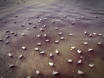 สถานตากอากาศบางปู