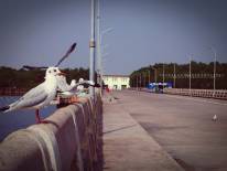 สถานตากอากาศบางปู