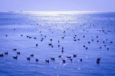 สถานตากอากาศบางปู