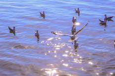 สถานตากอากาศบางปู