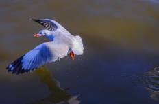 สถานตากอากาศบางปู