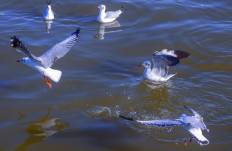 สถานตากอากาศบางปู