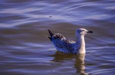 สถานตากอากาศบางปู