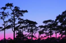 Phu Kradueng National Park