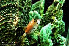 สถานแสดงพันธุ์สัตว์น้ำระยอง