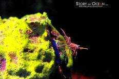 สถานแสดงพันธุ์สัตว์น้ำระยอง