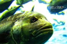 สถานแสดงพันธุ์สัตว์น้ำระยอง