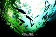 สถานแสดงพันธุ์สัตว์น้ำระยอง