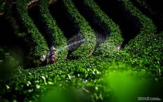 Doi Ang Khang National Park