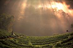 Doi Ang Khang National Park