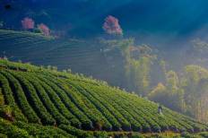 Doi Ang Khang National Park