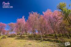 Phu Lom Lo
