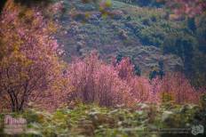 Phu Lom Lo