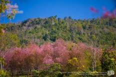 Phu Lom Lo