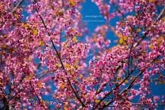 Doi Ang Khang National Park