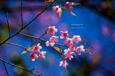 Doi Ang Khang National Park